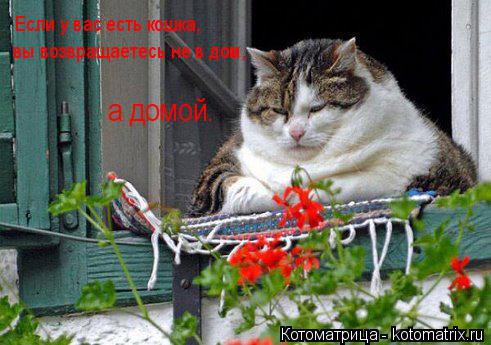 Если у вас есть кошка, вы возвращаетесь не в дом, а домой.... Котоматрица: Если у вас есть кошка, вы возвращаетесь не в дом, а домой.