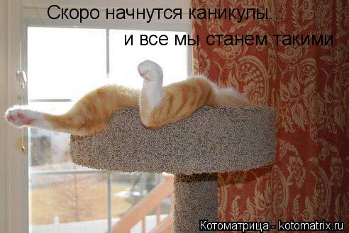 Скоро начнутся каникулы... и все мы станем такими... Котоматрица: Скоро начнутся каникулы... и все мы станем такими