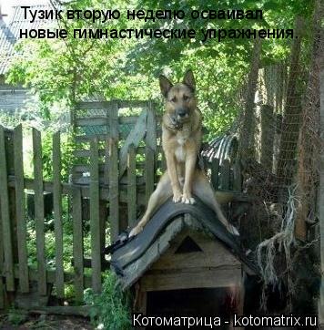 новые гимнастические упражнения. Тузик вторую неделю осваивал... Котоматрица: новые гимнастические упражнения. Тузик вторую неделю осваивал