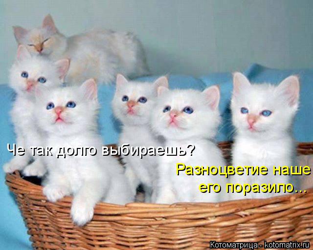 Котоматрица: Че так долго выбираешь? Разноцветие наше  его поразило...
