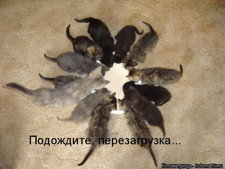 Котоматрица: Подождите, перезагрузка...