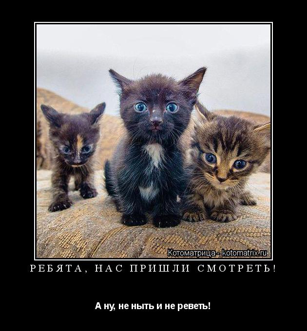 РЕБЯТА, НАС ПРИШЛИ СМОТРЕТЬ! А ну, не ныть и не реветь!... Котоматрица: РЕБЯТА, НАС ПРИШЛИ СМОТРЕТЬ! А ну, не ныть и не реветь!