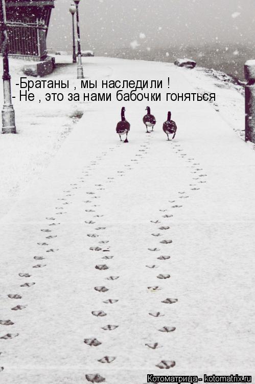 - Не , это за нами бабочки гоняться -Братаны , мы наследили !... Котоматрица: - Не , это за нами бабочки гоняться -Братаны , мы наследили !