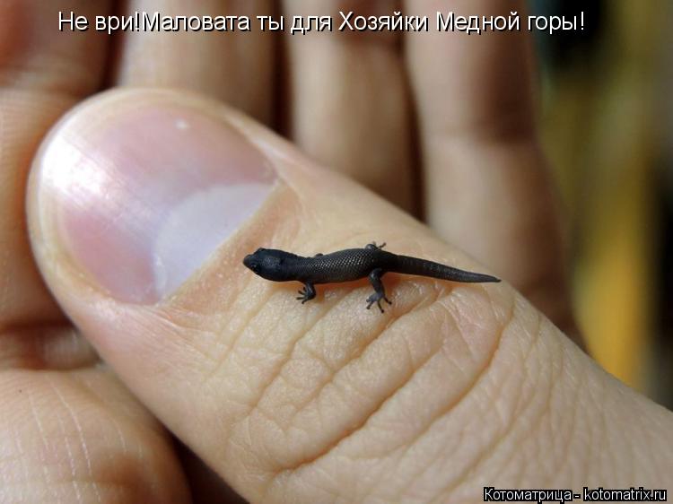 Не ври!Маловата ты для Хозяйки Медной горы!... Котоматрица: Не ври!Маловата ты для Хозяйки Медной горы!