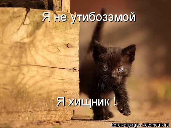 Я не утибозэмой Я хищник !... Котоматрица: Я не утибозэмой Я хищник !
