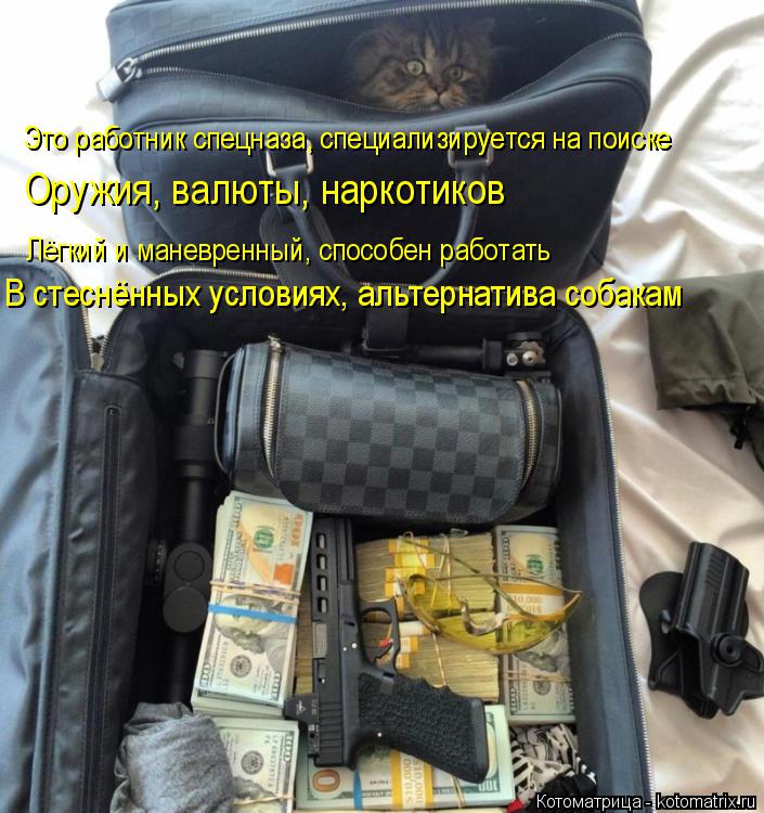 Это работник спецназа, специализируется на поиске Это работник спецназа, специализируется на поиске О... Котоматрица: Это работник спецназа, специализируется на поиске Это работник спецназа, специализируется на поиске Оружия, валюты, наркотиков Лёгкий и ма
