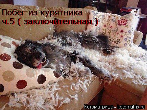 Побег из курятника Побег из курятника ч.5 ( заключительная ) ч.5 ( заключительная )... Котоматрица: Побег из курятника Побег из курятника ч.5 ( заключительная ) ч.5 ( заключительная )