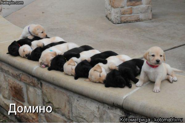 Домино... Котоматрица: Домино