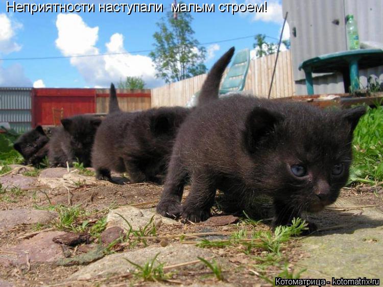 Неприятности наступали малым строем!... Котоматрица: Неприятности наступали малым строем!