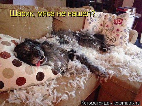 Шарик, мяса не нашел?... Котоматрица: Шарик, мяса не нашел?