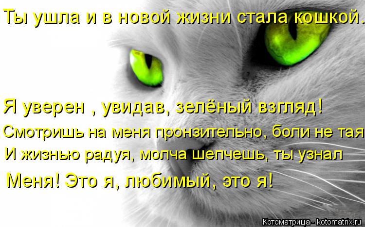 Ты ушла и в новой жизни стала кошкой. Я уверен , увидав, зелёный взгляд! Смотришь на меня пронзительн... Котоматрица: Ты ушла и в новой жизни стала кошкой. Я уверен , увидав, зелёный взгляд! Смотришь на меня пронзительно, боли не тая, И жизнью радуя, молча шепч