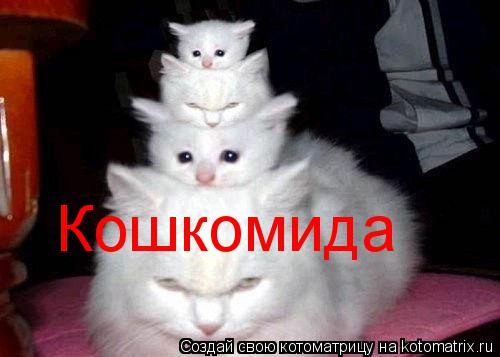 Кошкомида... Котоматрица: Кошкомида