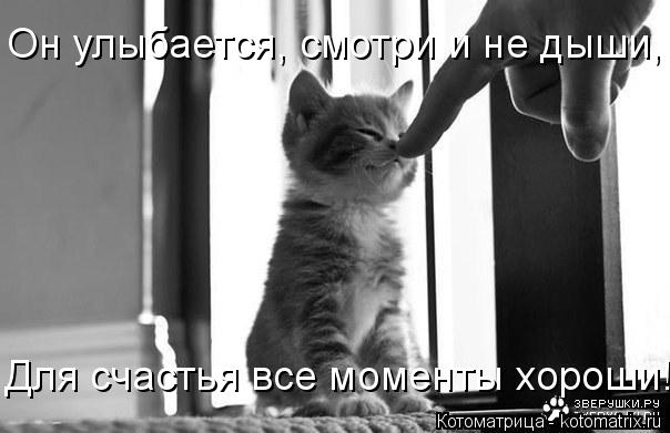 Он улыбается, смотри и не дыши, Для счастья все моменты хороши!... Котоматрица: Он улыбается, смотри и не дыши, Для счастья все моменты хороши!