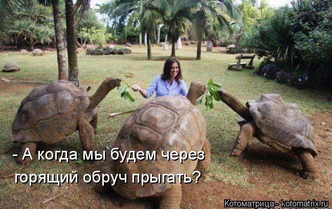 - А когда мы будем через горящий обруч прыгать?... Котоматрица: - А когда мы будем через горящий обруч прыгать?