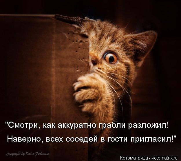 "Смотри, как аккуратно грабли разложил! Наверно, всех соседей в гости пригласил!"... Котоматрица: "Смотри, как аккуратно грабли разложил! Наверно, всех соседей в гости пригласил!"