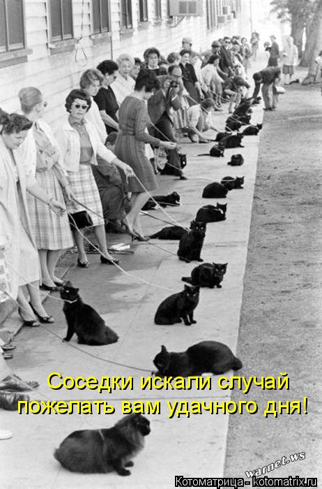 Котоматрица: Соседки искали случай пожелать вам удачного дня!