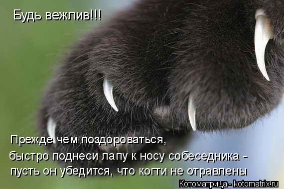 пусть он убедится, что когти не отравлены Прежде чем поздороваться, Будь вежлив!!! быстро поднеси лап... Котоматрица: пусть он убедится, что когти не отравлены Прежде чем поздороваться, Будь вежлив!!! быстро поднеси лапу к носу собеседника -