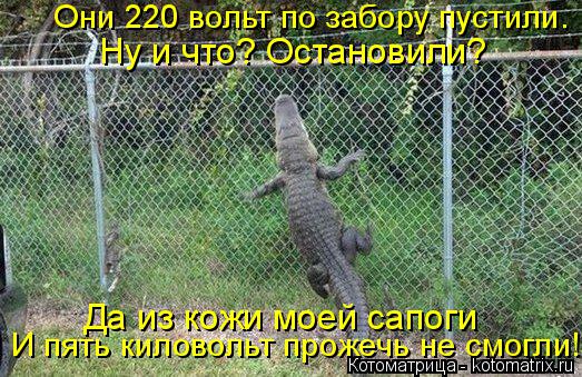Они 220 вольт по забору пустили. Ну и что? Остановили? Да из кожи моей сапоги И пять киловольт прожеч... Котоматрица: Они 220 вольт по забору пустили. Ну и что? Остановили? Да из кожи моей сапоги И пять киловольт прожечь не смогли!