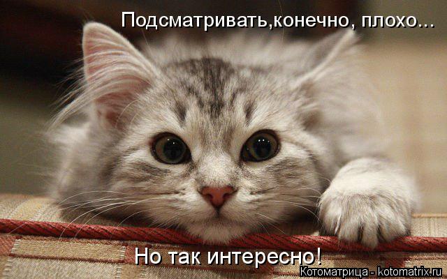 Котоматрица: Подсматривать,конечно, плохо... Но так интересно!