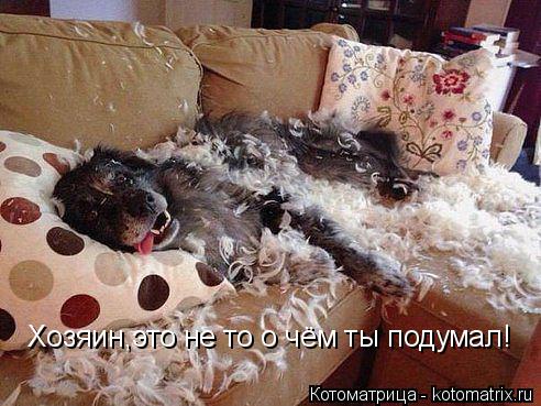 Хозяин,это не то о чём ты подумал!... Котоматрица: Хозяин,это не то о чём ты подумал!