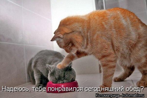 Надеюсь, тебе понравился сегодняшний обед?... Котоматрица: Надеюсь, тебе понравился сегодняшний обед?