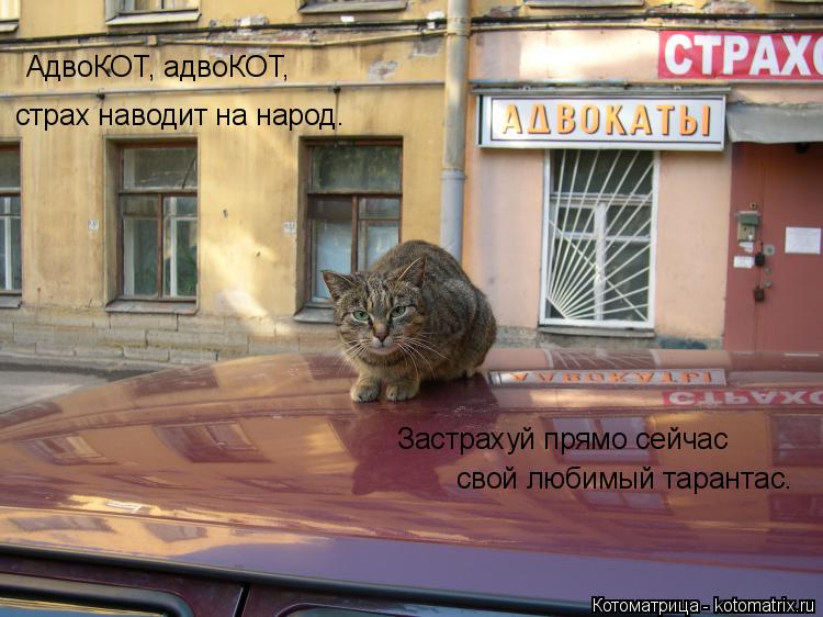 АдвоКОТ, адвоКОТ, страх наводит на народ. Застрахуй прямо сейчас свой любимый тарантас.... Котоматрица: АдвоКОТ, адвоКОТ, страх наводит на народ. Застрахуй прямо сейчас свой любимый тарантас.