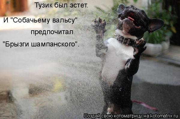 Тузик был эстет. И "Собачьему вальсу" предпочитал "Брызги шампанского".... Котоматрица: Тузик был эстет. И "Собачьему вальсу" предпочитал "Брызги шампанского".