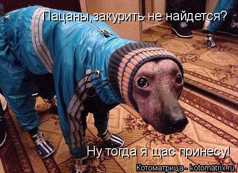 Пацаны,закурить не найдется? Ну тогда я щас принесу!... Котоматрица: Пацаны,закурить не найдется? Ну тогда я щас принесу!