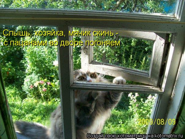 Слышь, хозяйка, мячик скинь - с пацанами во дворе погоняем... Котоматрица: Слышь, хозяйка, мячик скинь - с пацанами во дворе погоняем