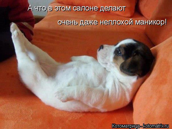 А что,в этом салоне делают очень даже неплохой маникор!... Котоматрица: А что,в этом салоне делают очень даже неплохой маникор!