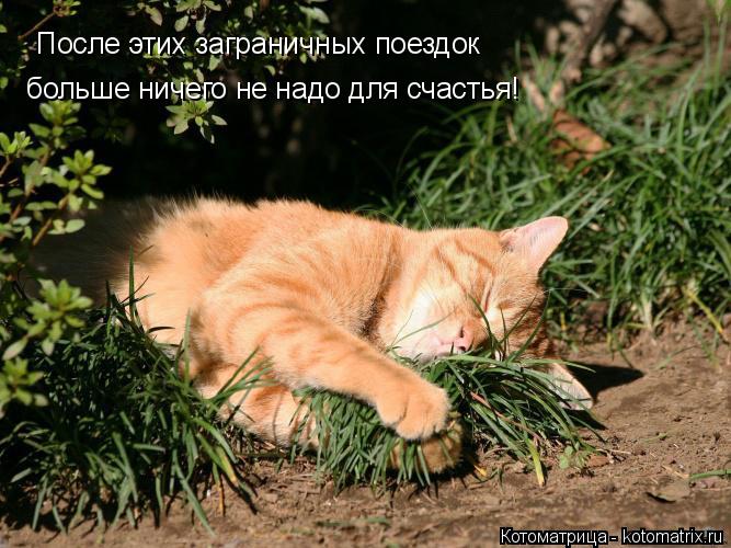 Котоматрица: После этих заграничных поездок больше ничего не надо для счастья!