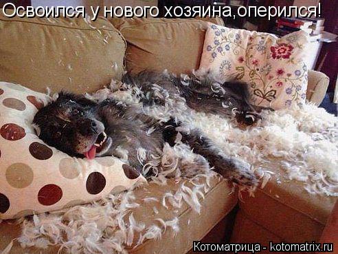 Освоился у нового хозяина,оперился!... Котоматрица: Освоился у нового хозяина,оперился!
