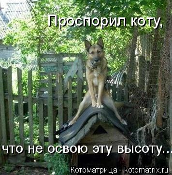 Проспорил коту, что не освою эту высоту...... Котоматрица: Проспорил коту, что не освою эту высоту...
