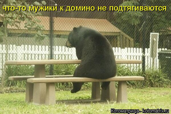 что-то мужики к домино не подтягиваются... Котоматрица: что-то мужики к домино не подтягиваются