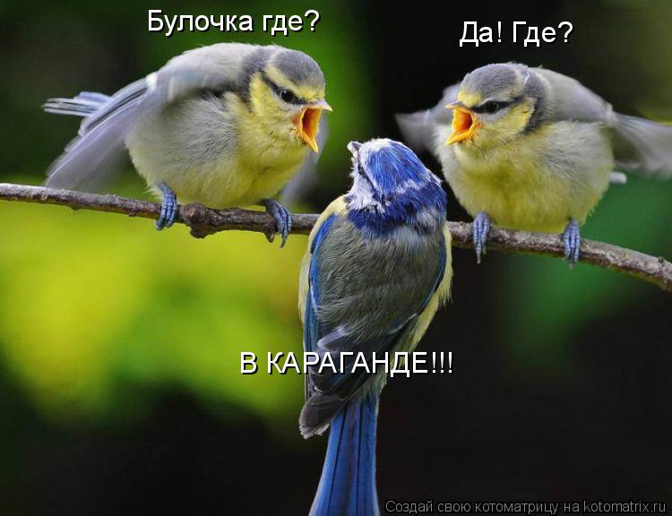 Котоматрица: Булочка где? Да! Где? В КАРАГАНДЕ!!!