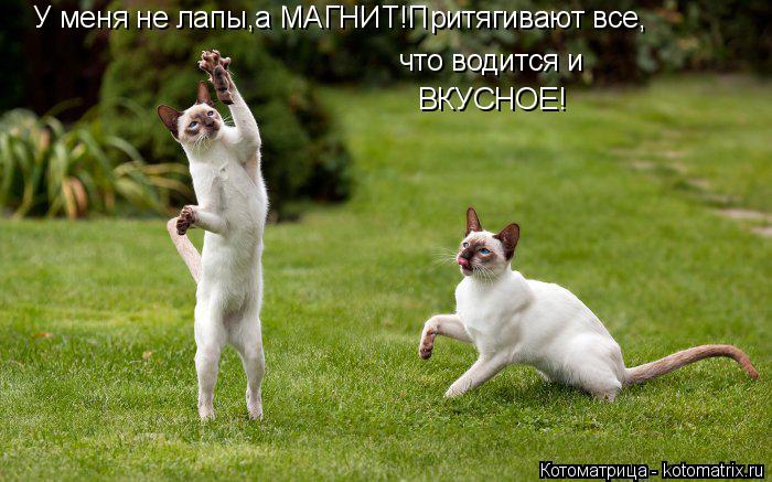 У меня не лапы,а МАГНИТ!Притягивают все, что водится и ВКУСНОЕ!... Котоматрица: У меня не лапы,а МАГНИТ!Притягивают все, что водится и ВКУСНОЕ!