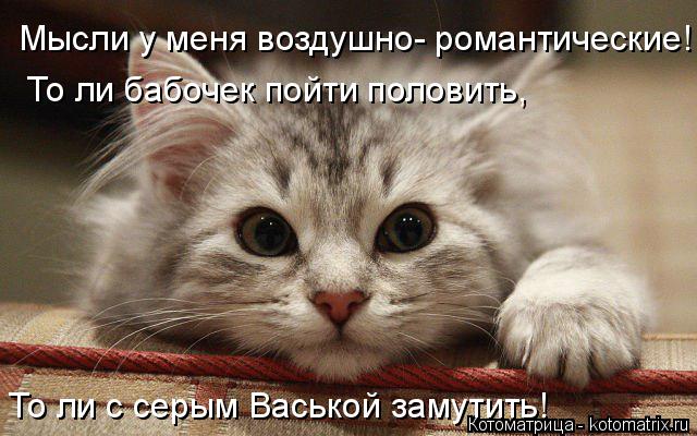 Мысли у меня воздушно- романтические! То ли бабочек пойти половить, То ли с серым Васькой замутить!... Котоматрица: Мысли у меня воздушно- романтические! То ли бабочек пойти половить, То ли с серым Васькой замутить!