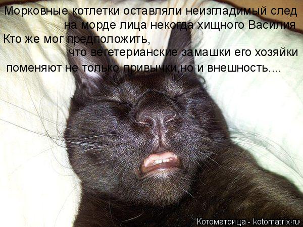 Морковные котлетки оставляли неизгладимый след на морде лица некогда хищного Василия Кто же мог пред... Котоматрица: Морковные котлетки оставляли неизгладимый след на морде лица некогда хищного Василия Кто же мог предположить, что вегетерианские замашки