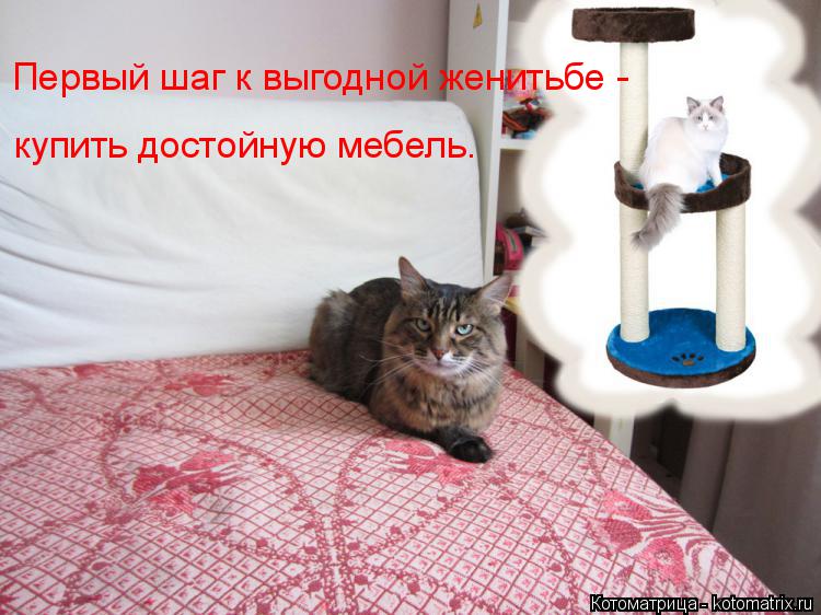 Первый шаг к выгодной женитьбе - купить достойную мебель.... Котоматрица: Первый шаг к выгодной женитьбе - купить достойную мебель.