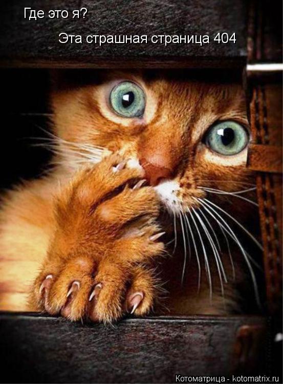 Котоматрица: Где это я? Эта страшная страница 404