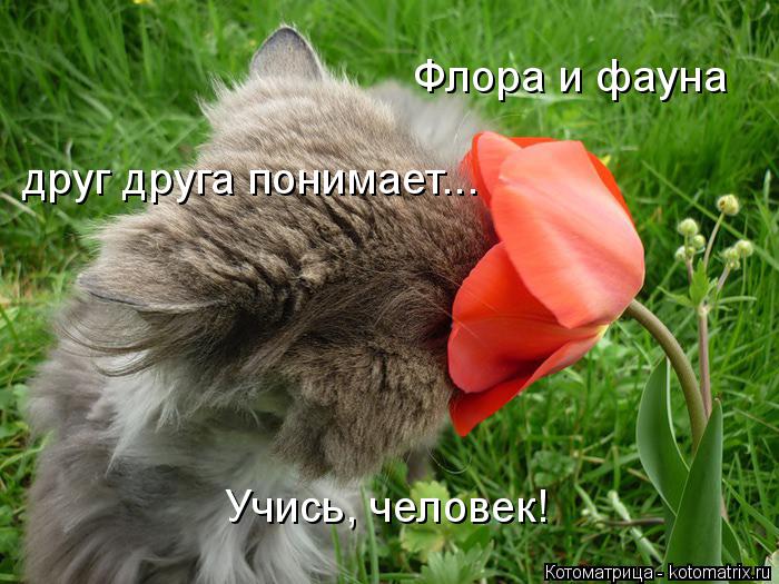 Флора и фауна друг друга понимает... Учись, человек!... Котоматрица: Флора и фауна друг друга понимает... Учись, человек!