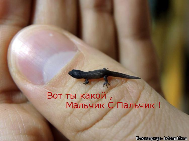 Вот ты какой , Мальчик С Пальчик !... Котоматрица: Вот ты какой , Мальчик С Пальчик !