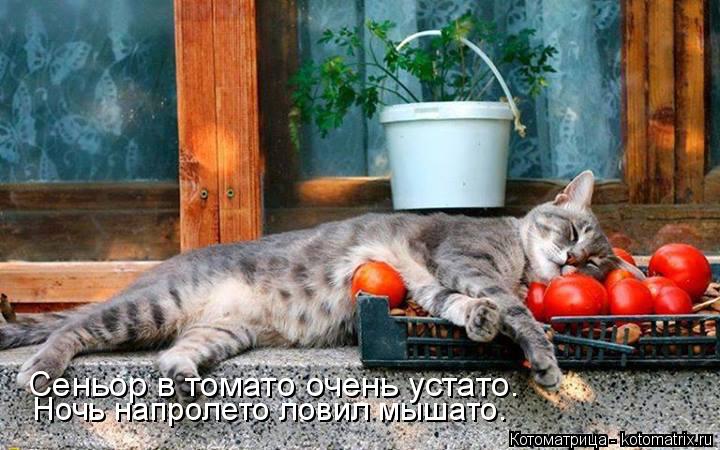 Котоматрица: Сеньор в томато очень устато. Ночь напролето ловил мышато.