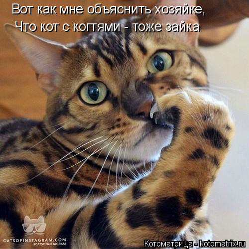 Вот как мне объяснить хозяйке, Что кот с когтями - тоже зайка... Котоматрица: Вот как мне объяснить хозяйке, Что кот с когтями - тоже зайка