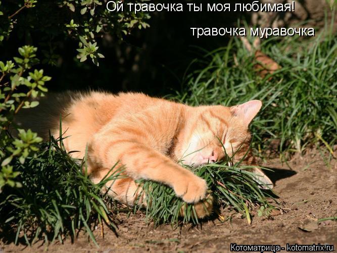 Ой травочка ты моя любимая! травочка муравочка... Котоматрица: Ой травочка ты моя любимая! травочка муравочка