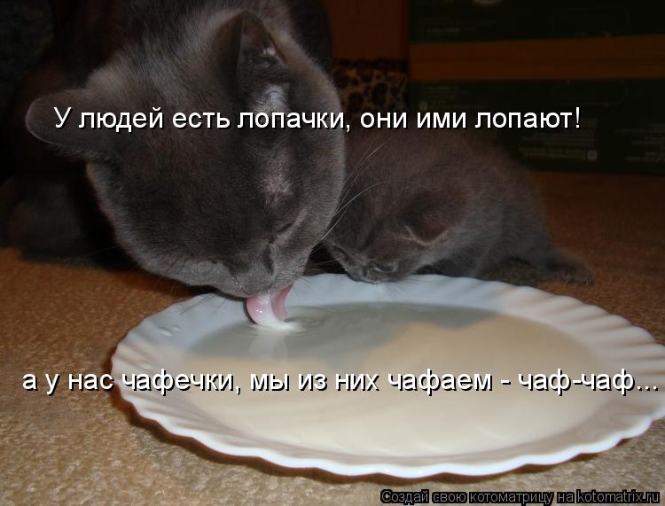 У людей есть лопачки, они ими лопают! а у нас чафечки, мы из них чафаем - чаф-чаф...... Котоматрица: У людей есть лопачки, они ими лопают! а у нас чафечки, мы из них чафаем - чаф-чаф...