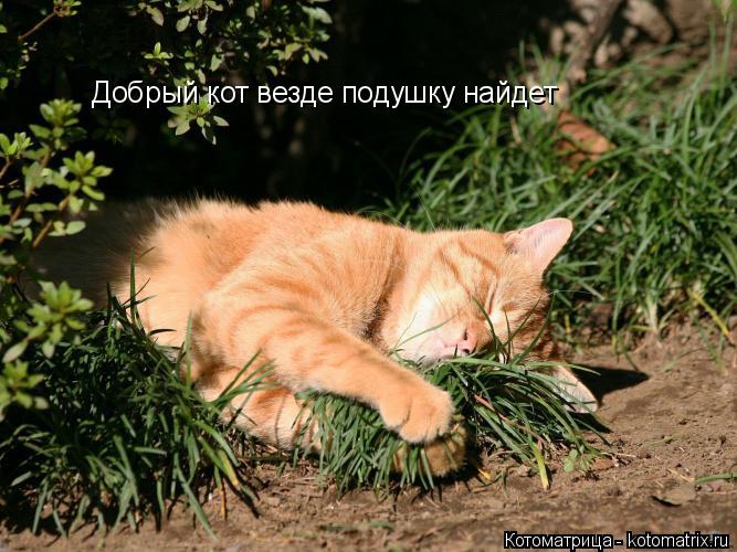 Добрый кот везде подушку найдет... Котоматрица: Добрый кот везде подушку найдет