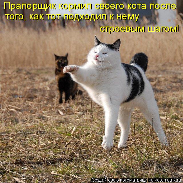 Котоматрица: Прапорщик кормил своего кота после  того, как тот подходил к нему  строевым шагом!