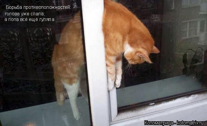Котоматрица: Борьба противоположностей: голова уже спала,  а попа всё ещё гуляла.
