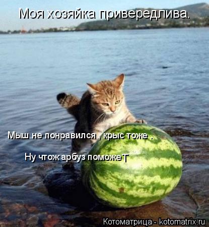 Моя хозяйка привередлива. Мыш не понравился , крыс тоже . Ну чтож арбуз поможе т... Котоматрица: Моя хозяйка привередлива. Мыш не понравился , крыс тоже . Ну чтож арбуз поможе т